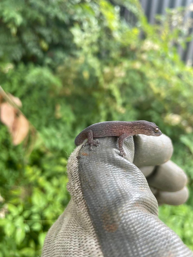 Local lizard found in Adelaide garden